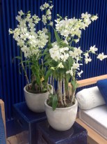 Casa de praia azul vasos