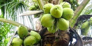 coco-cocos-nucifera