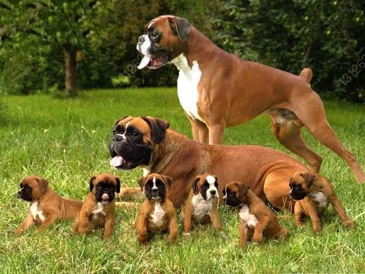 Boxer family